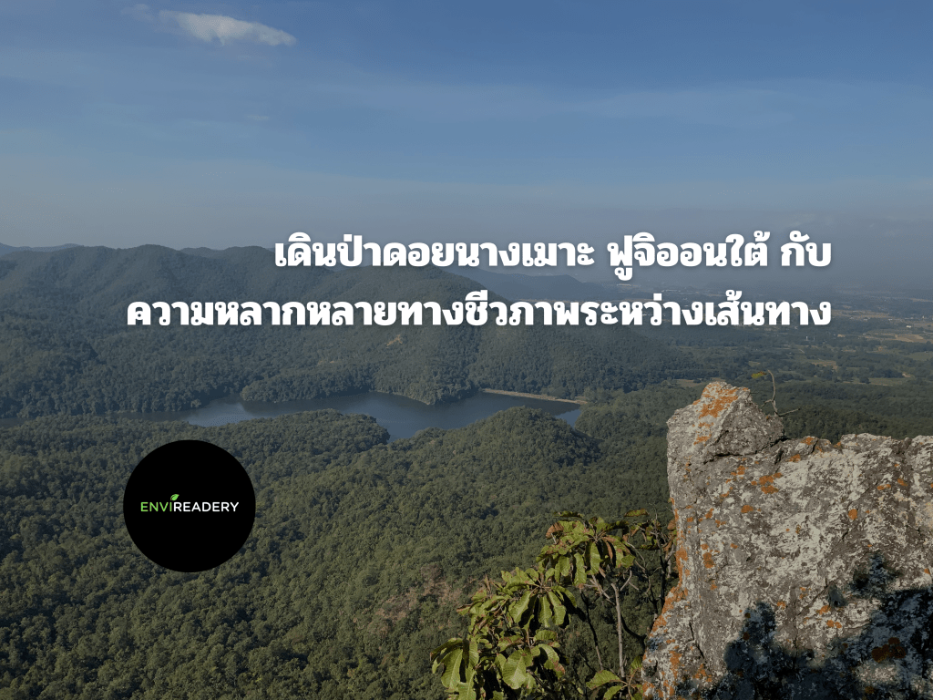 เดินป่าดอยนางเมาะ ฟูจิออนใต้กับความหลากหลายทางชีวภาพระหว่างเส้นทาง