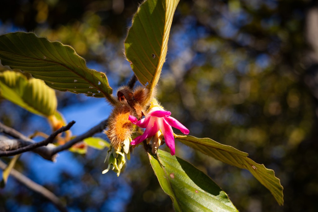 ต้นเหียงมีดอกสีชมพูสวยงาม