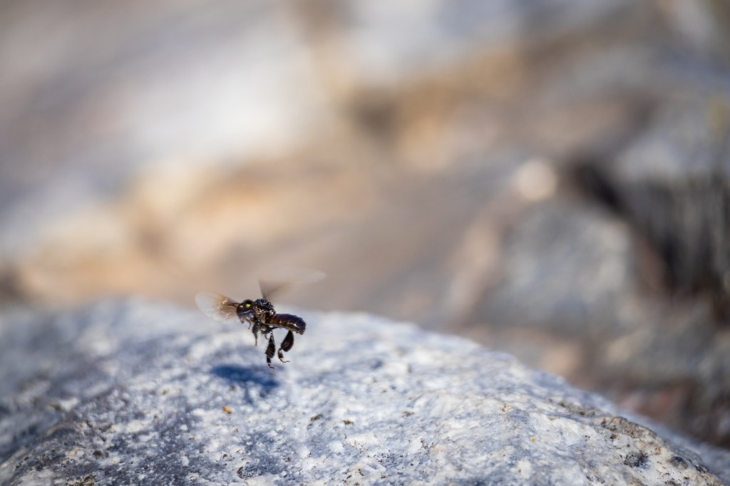 ชันโรงกำลังบิน