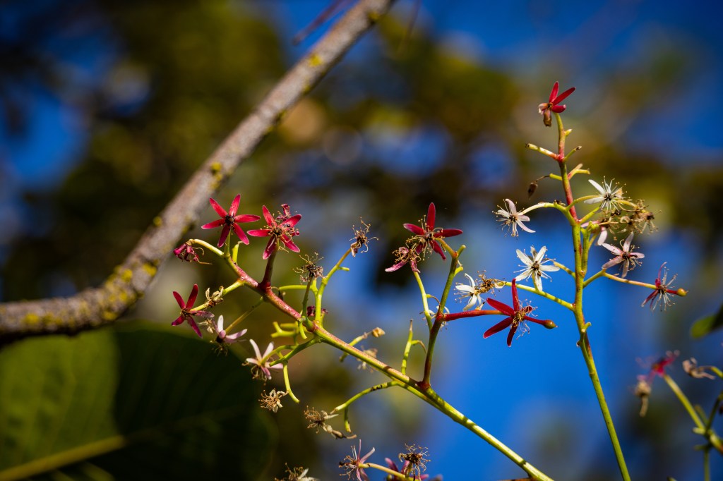 ต้นรักใหญ่ มีดอกดอกสีแดง