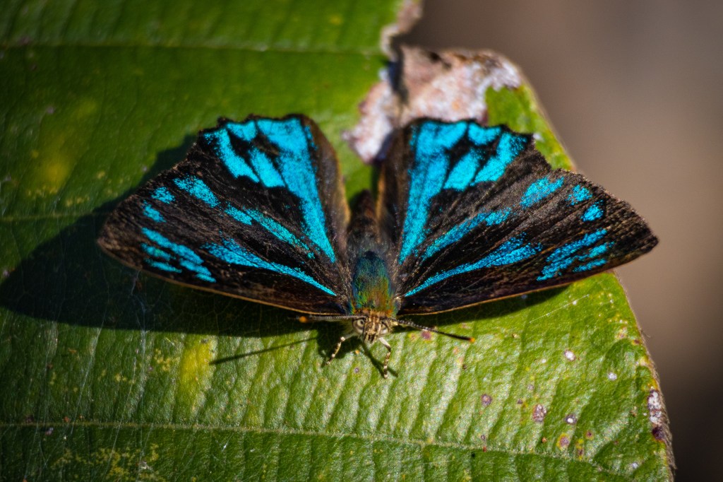 ผีเสื้อมรกตอมฟ้า (Poritia erycinoides )
