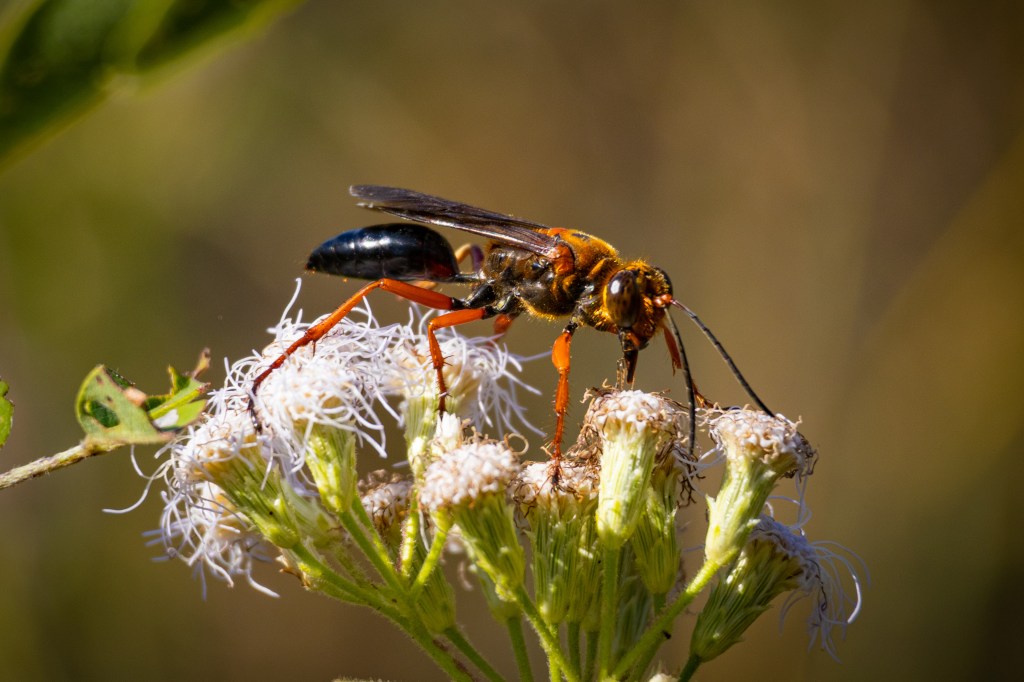 ตัวต่อหมาร่า (Sphex ichneumoneus)