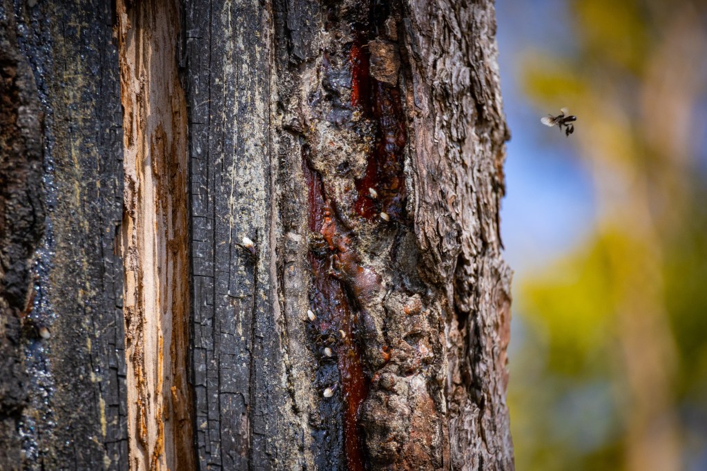 ชันโรงเก็บยางไม้จากสน 