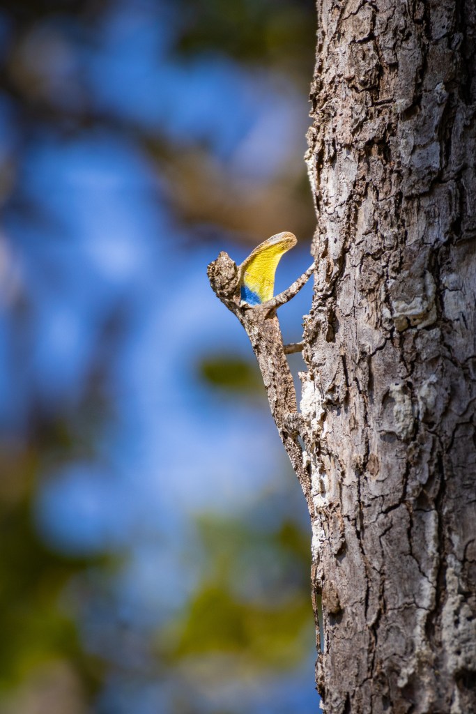 กิ้งก่าบินปีกส้ม (Draco maculatus)
