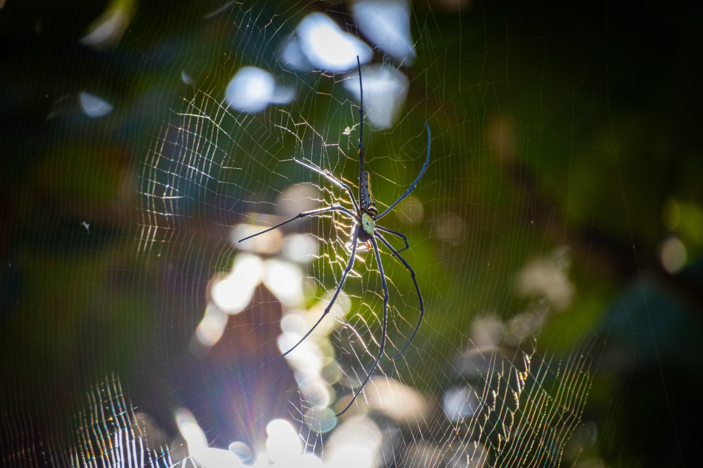 แมงมุมที่พบเจอที่ดอยนางเมาะ
